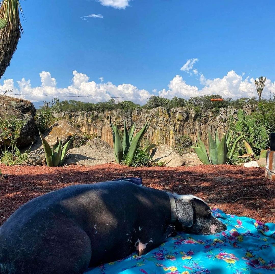 El Gato Glamping Con Vista A Prismas Basalticos Hotel Huasca de Ocampo Eksteriør billede