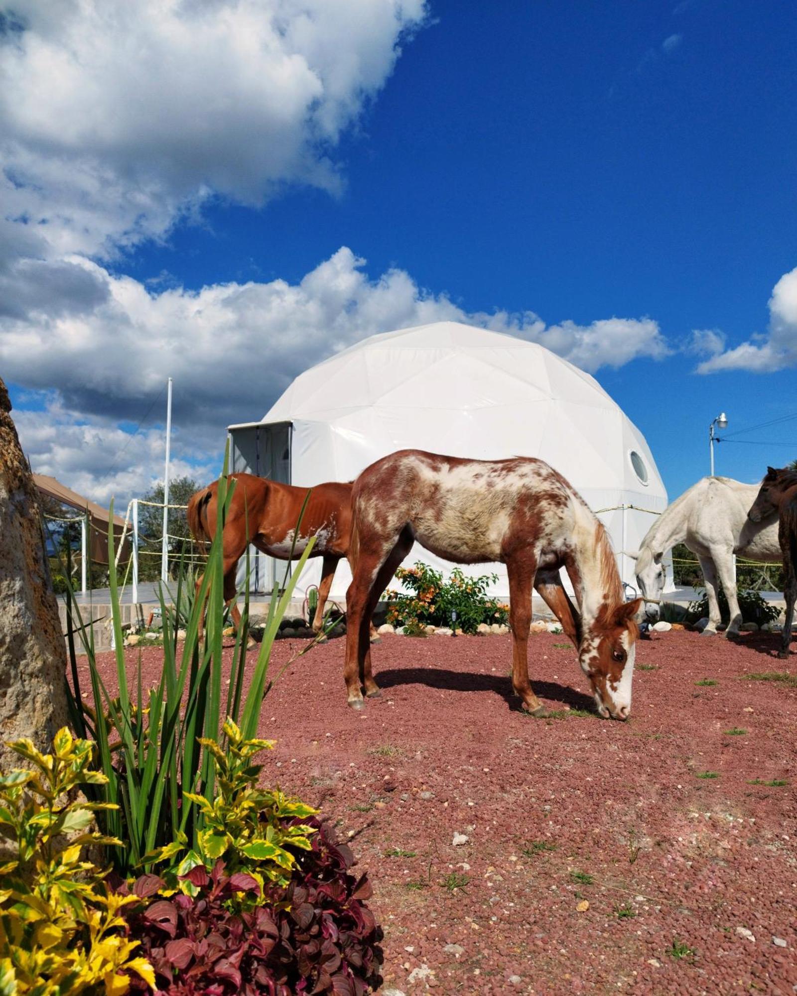 El Gato Glamping Con Vista A Prismas Basalticos Hotel Huasca de Ocampo Eksteriør billede